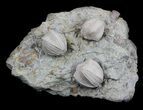Blastoid (Pentremites) Fossils - Illinois #36030-1